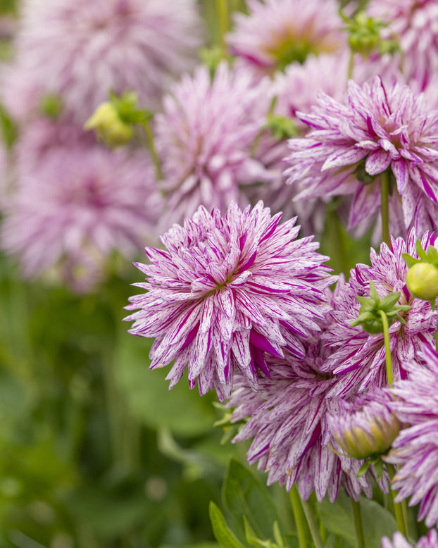 Dahlia 'Hy Trio'