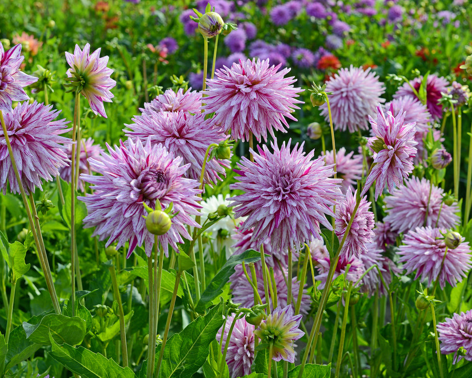 Dahlia 'Hy Trio'