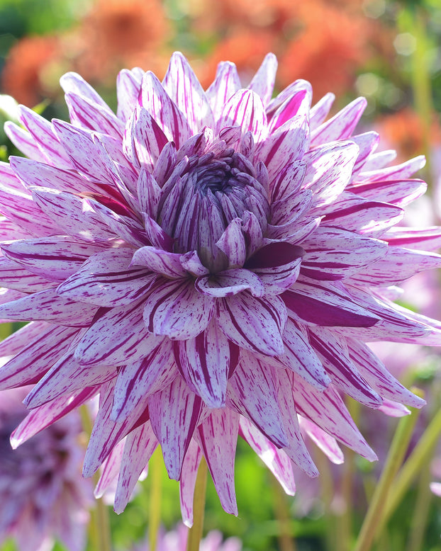 Dahlia 'Hy Trio'