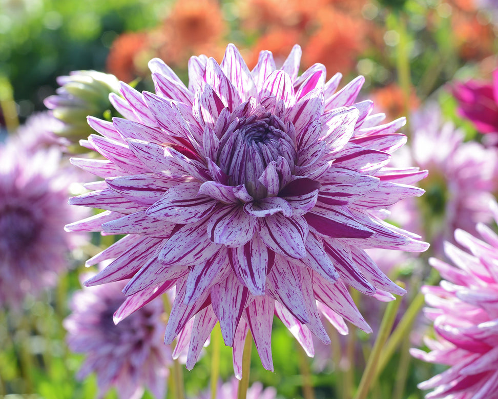Dahlia 'Hy Trio'