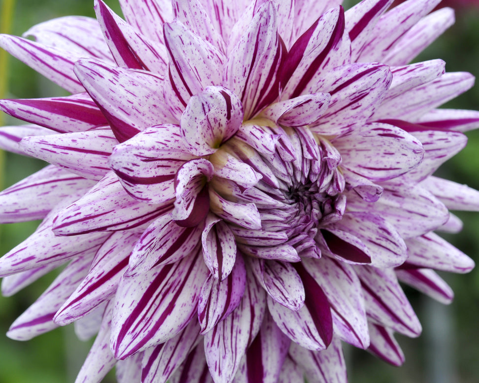 Dahlia 'Hy Trio'