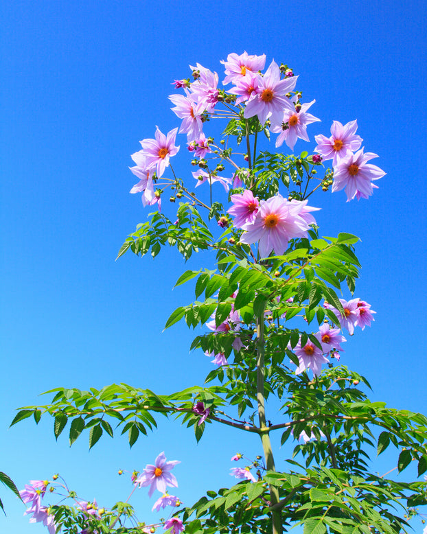 Dahlia imperialis