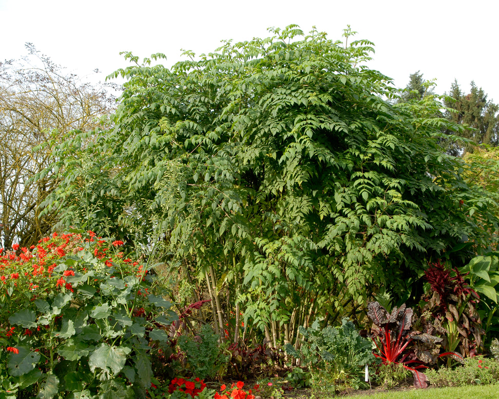 Dahlia imperialis