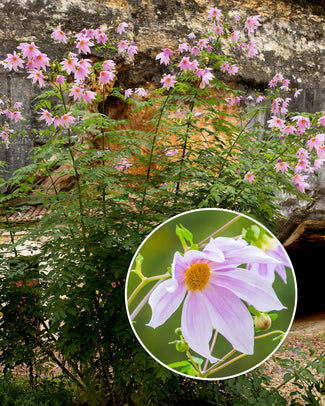 Dahlia imperialis