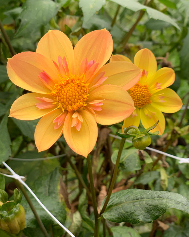 Dahlia 'Kelsey Annie Joy'