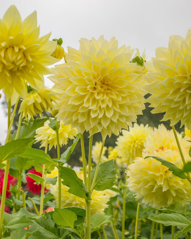Dahlia 'Kelvin Floodlight'