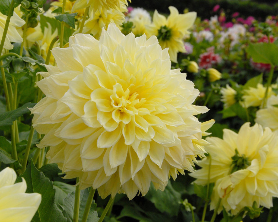 Dahlia 'Kelvin Floodlight'