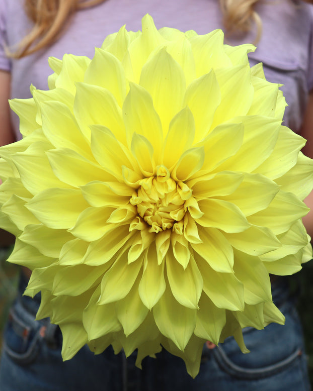Dahlia 'Kelvin Floodlight'