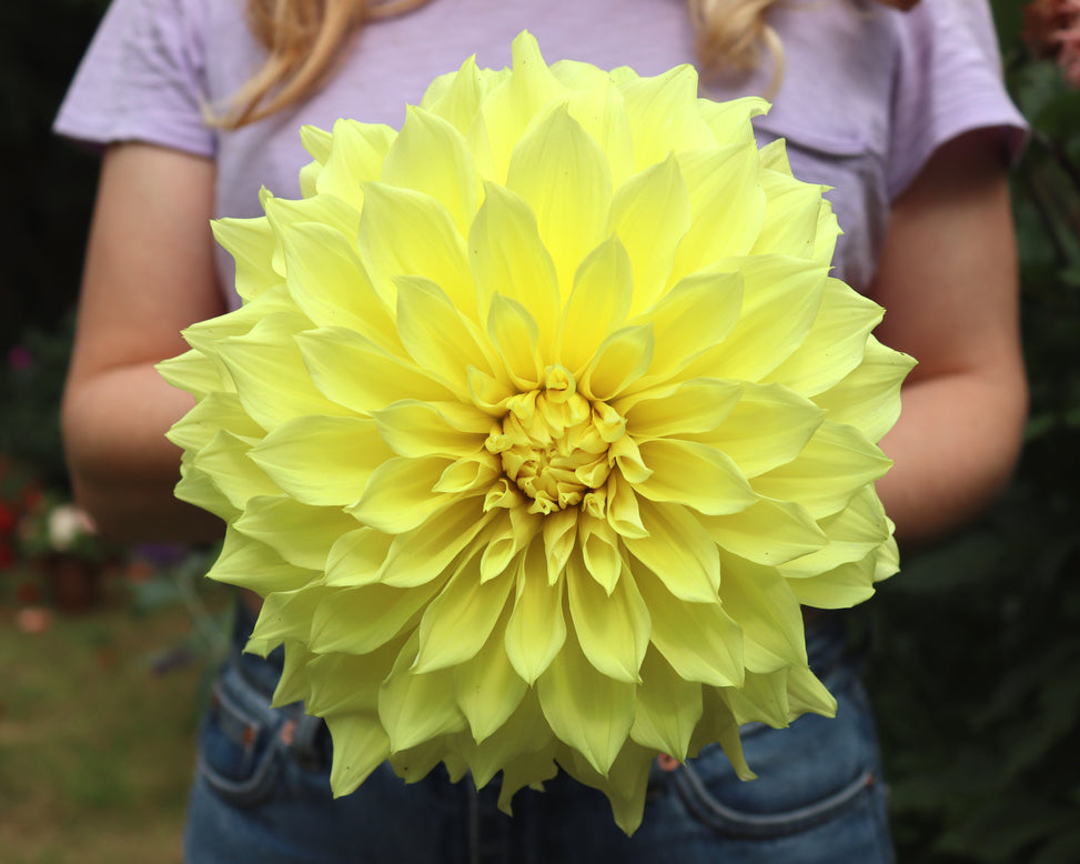 Dahlia 'Kelvin Floodlight'