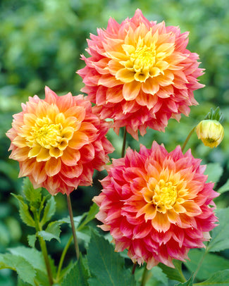 Dahlia 'Kogane Fubuki'