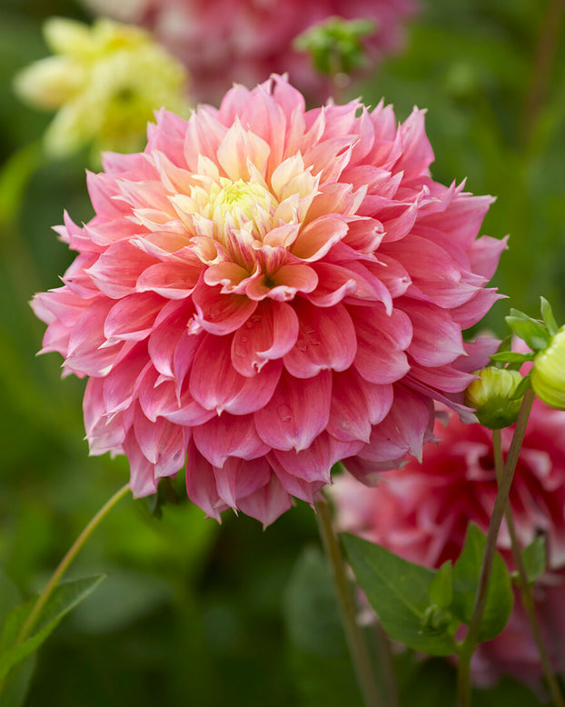 Dahlia 'Kogane Fubuki'