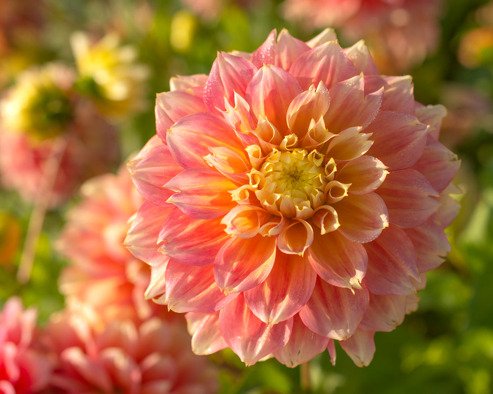 Dahlia 'Kogane Fubuki'