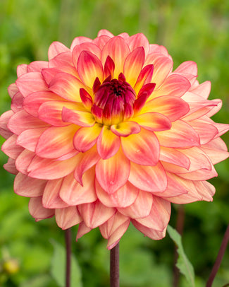 Dahlia 'Lake Tahoe'