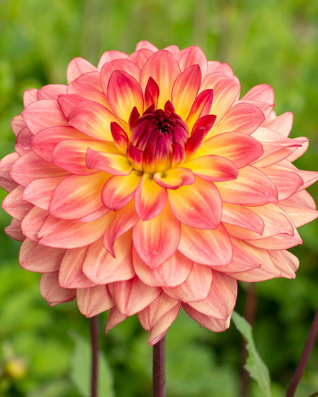Dahlia 'Lake Tahoe'