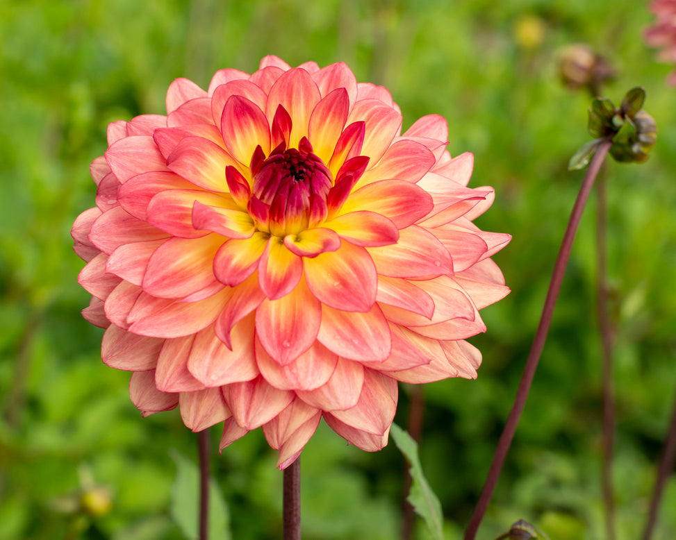 Dahlia 'Lake Tahoe'