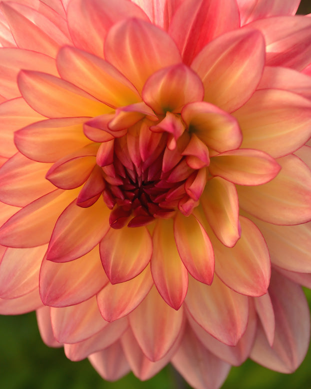 Dahlia 'Lake Tahoe'