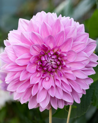 Dahlia 'Lavender Perfection'