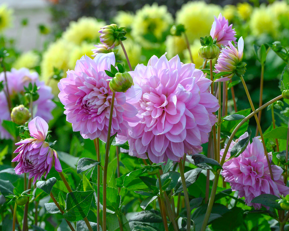 Dahlia 'Lavender Perfection'