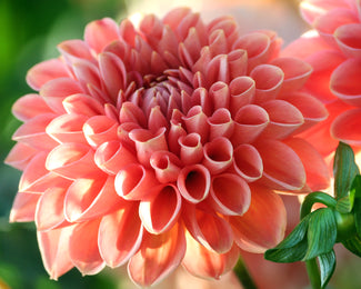 Dahlia 'Linda's Baby'