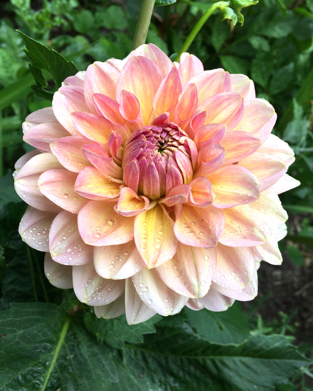 Dahlia 'Maya'