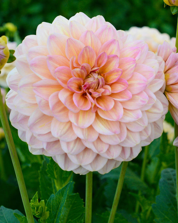 Dahlia 'Maya'