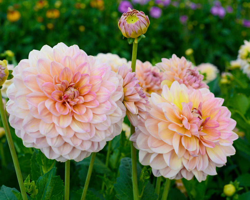 Dahlia 'Maya'