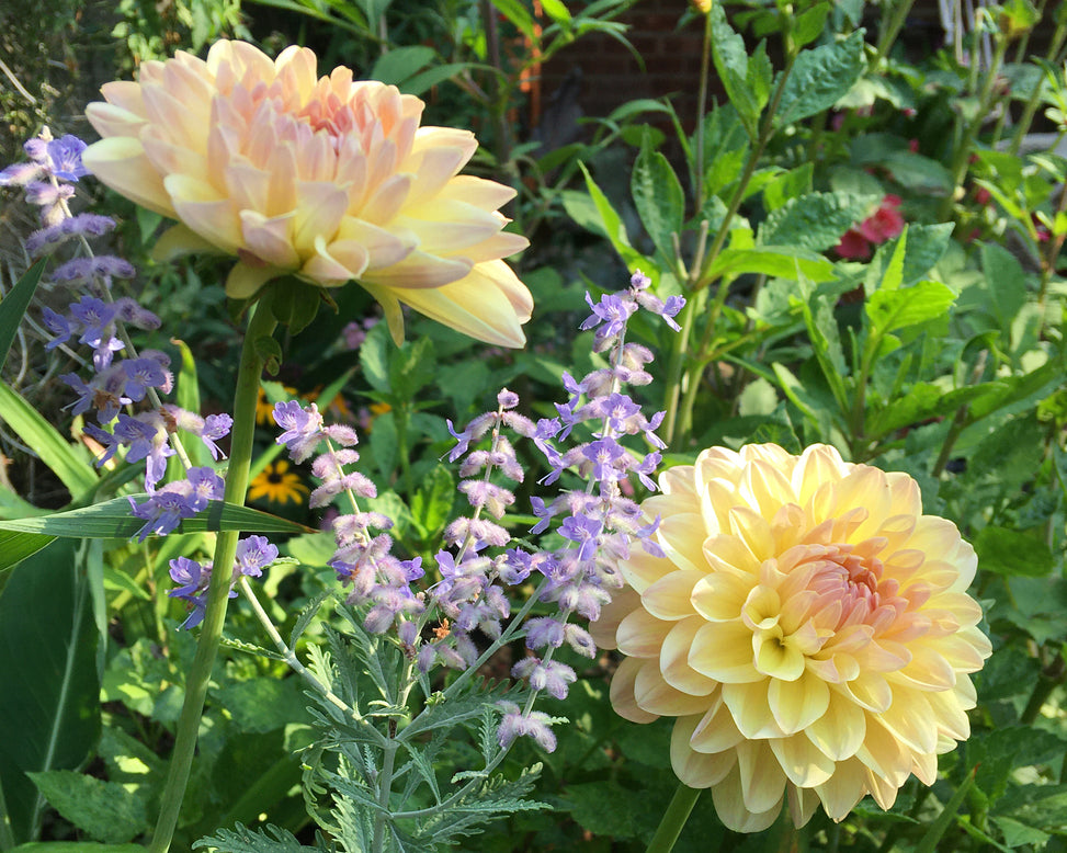 Dahlia 'Maya'