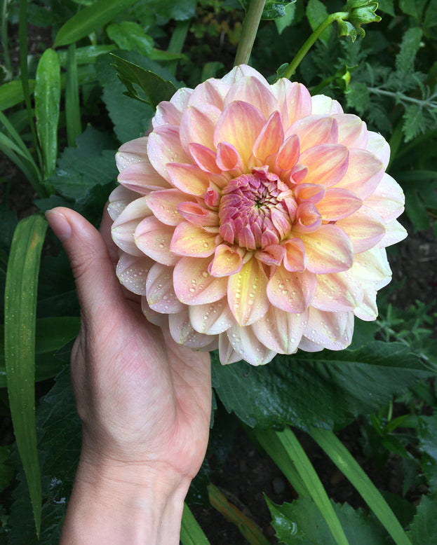 Dahlia 'Maya'