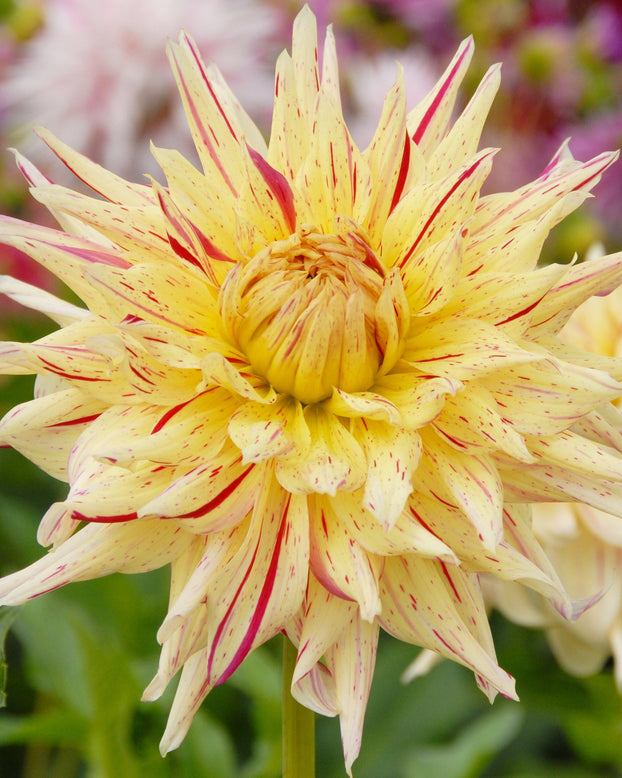 Dahlia 'Mercator'