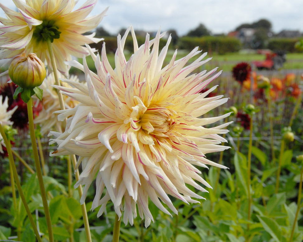 Dahlia 'Mercator'