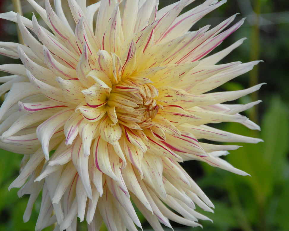 Dahlia 'Mercator'