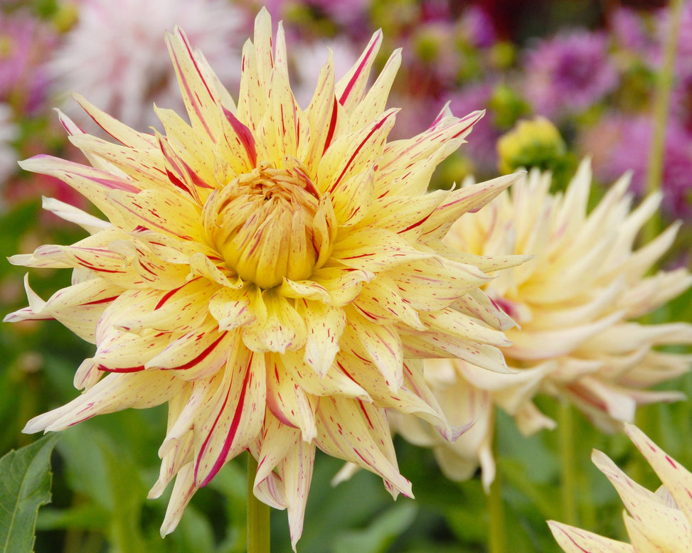 Dahlia 'Mercator'