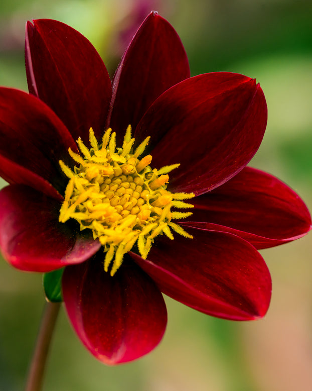 Dahlia 'Mexican Star'