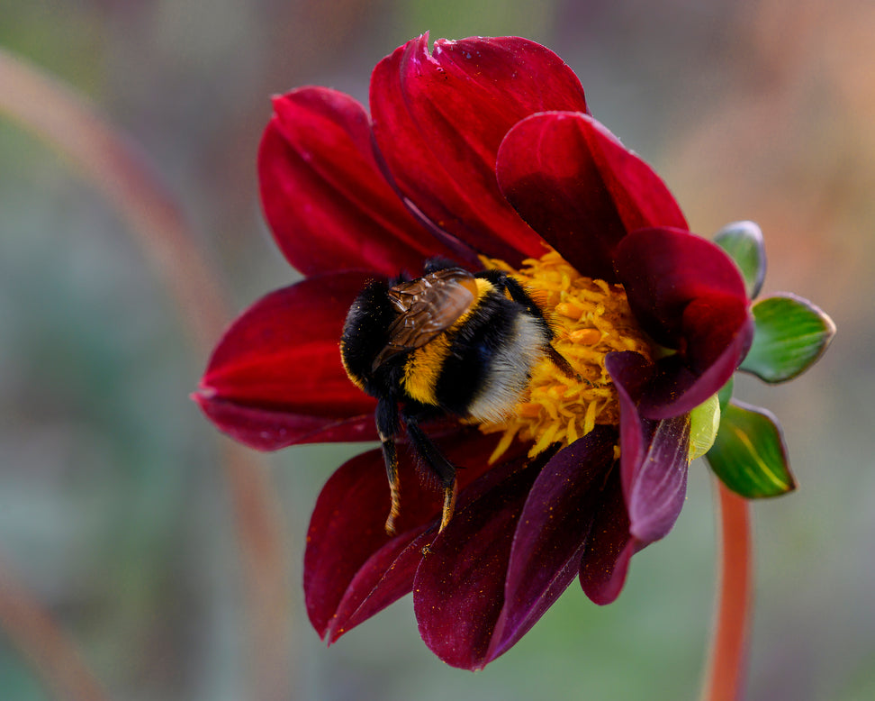 Dahlia 'Mexican Star'