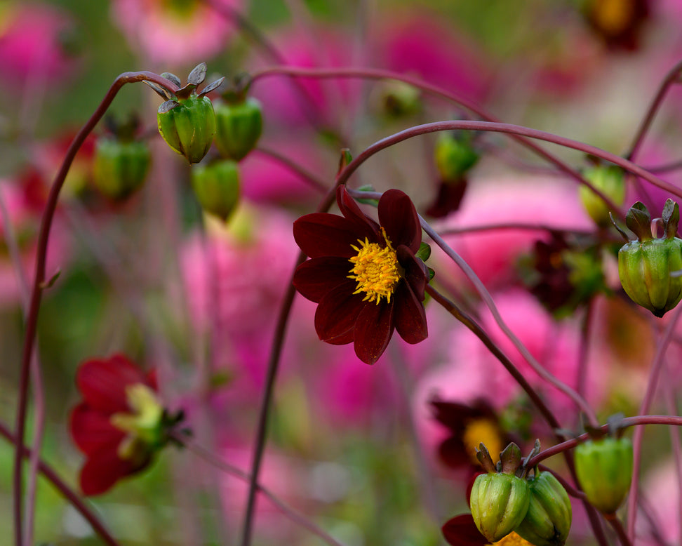 Dahlia 'Mexican Star'