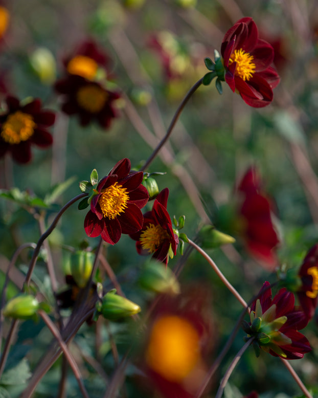 Dahlia 'Mexican Star'