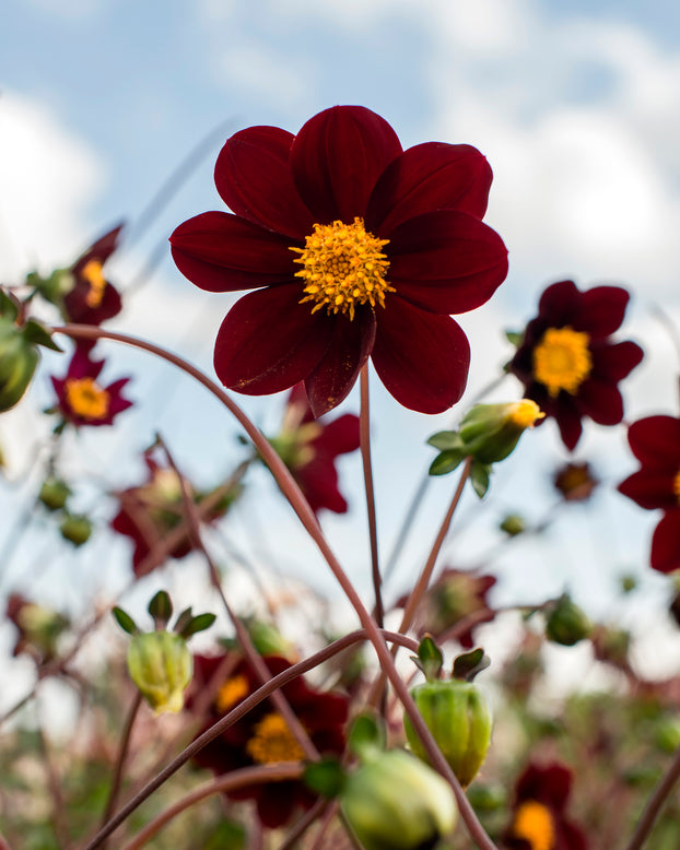 Dahlia 'Mexican Star'