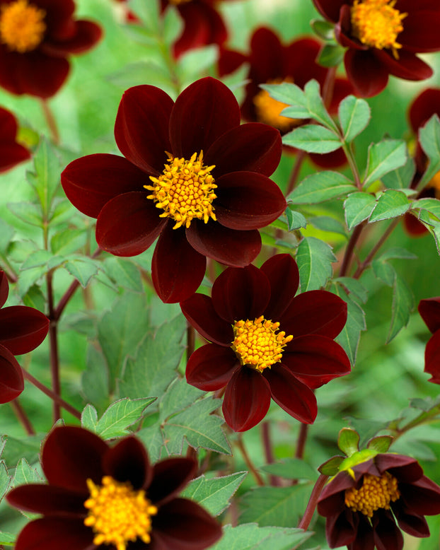 Dahlia 'Mexican Star'