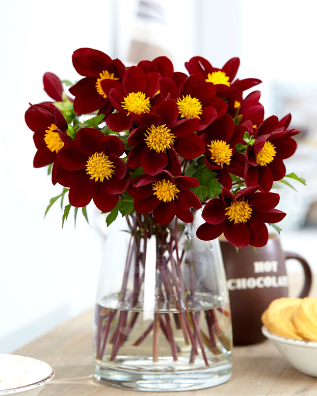 Dahlia 'Mexican Star'