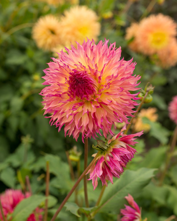 Dahlia 'Myrtle's Folly'