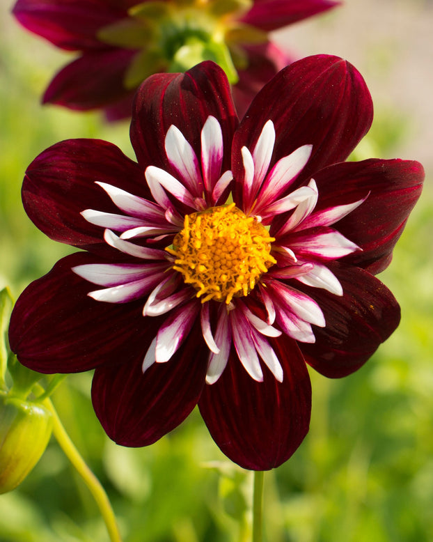 Dahlia 'Night Butterfly'