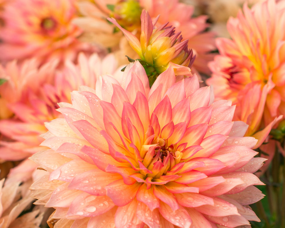 Dahlia 'Pablo'