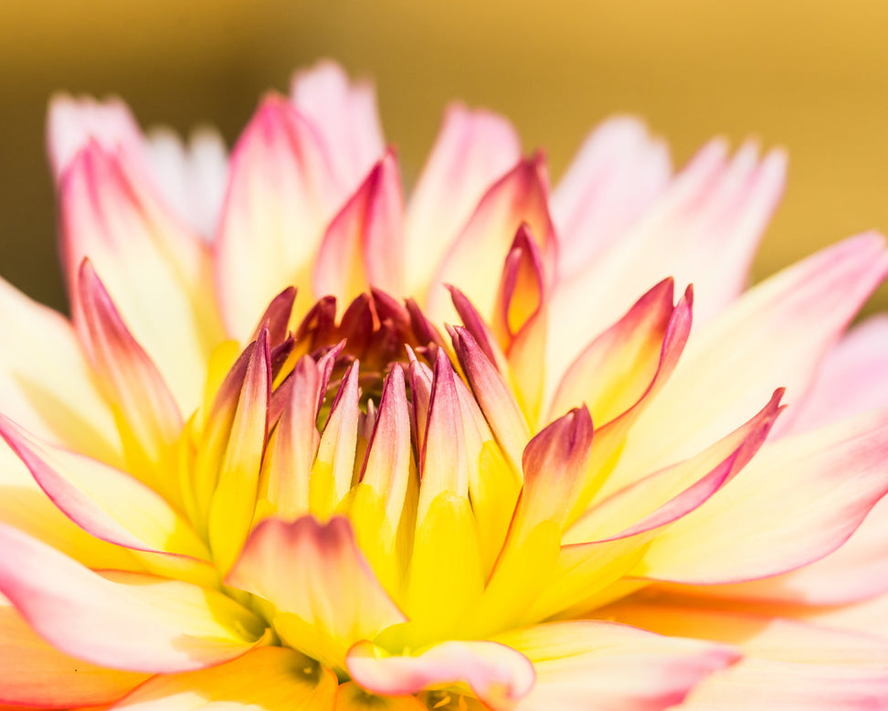 Dahlia 'Pablo'