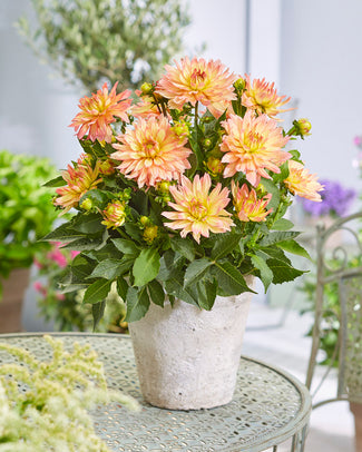 Dahlia 'Pablo'