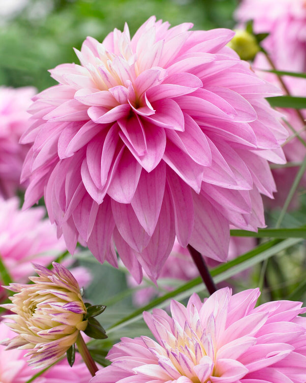 Dahlia 'Paradise City'