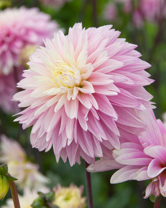 Dahlia 'Paradise City'