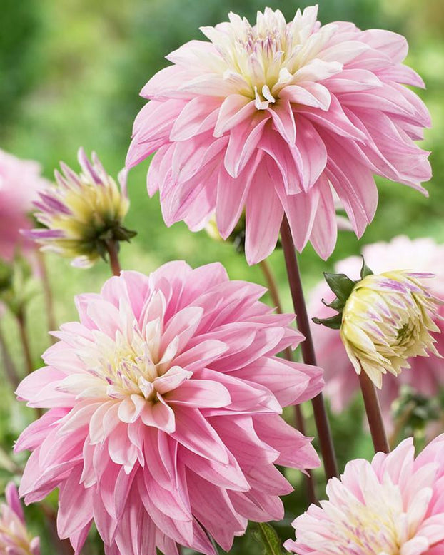 Dahlia 'Paradise City'