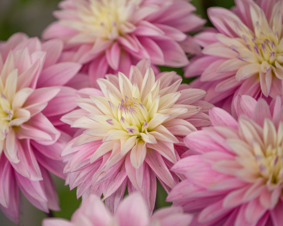 Dahlia 'Paradise City'