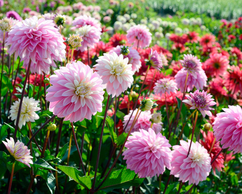 Dahlia 'Paradise City'