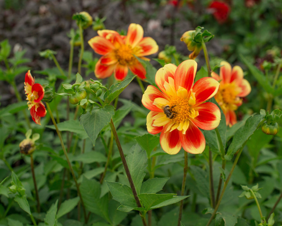 Dahlia 'Pooh Swan Island'